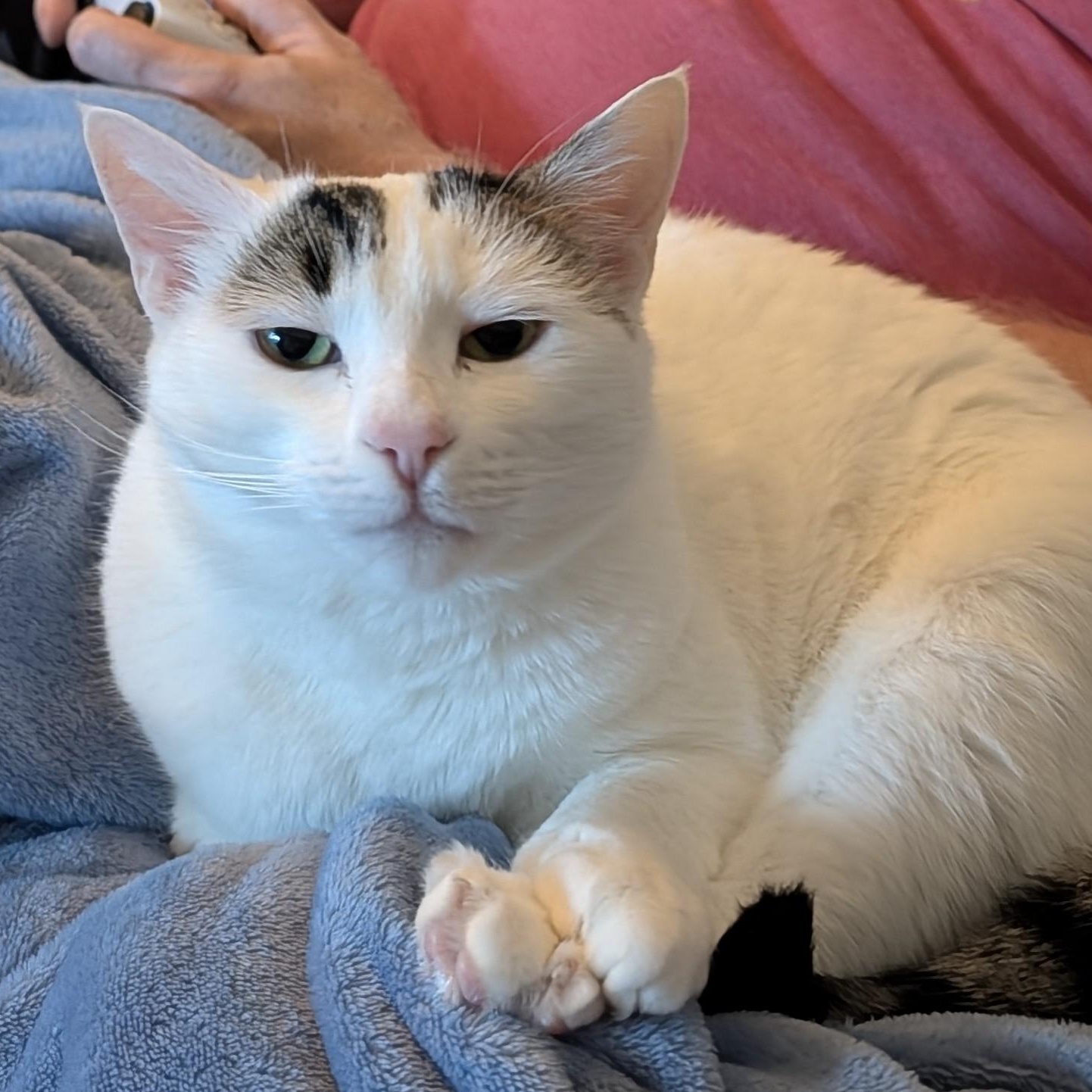 Enlarge Dottie, a ADOPTABLE Domestic Short Hair in Renton , WA image 2/6