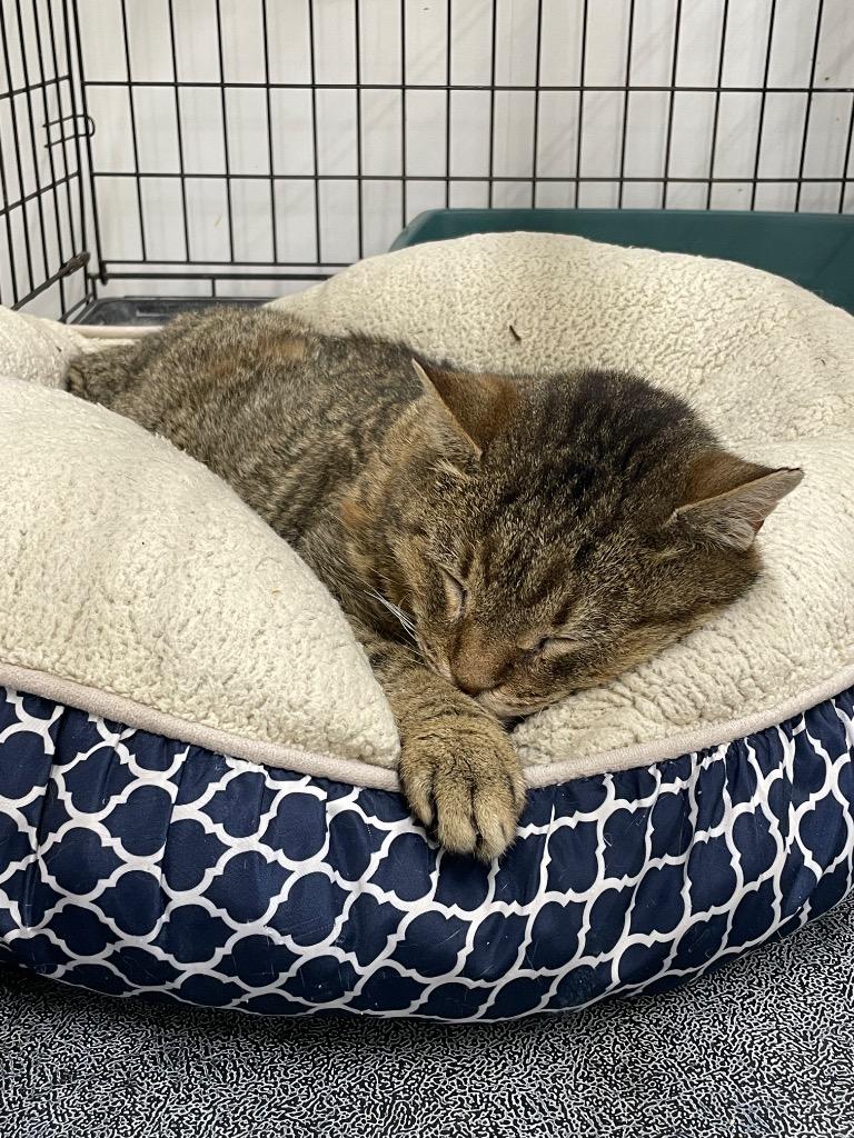 Salem, Adoptable, Senior Male Domestic Short Hair.