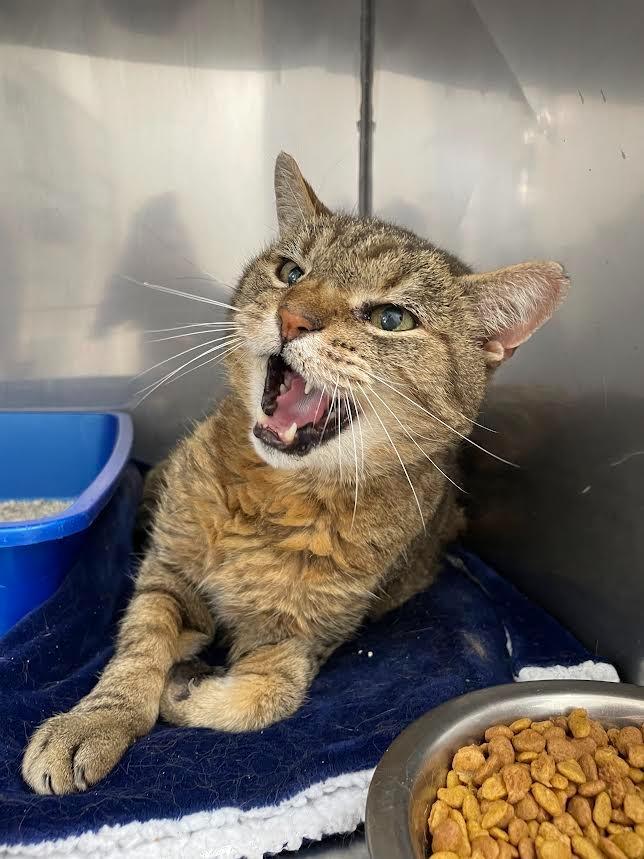 Salem, Adoptable, Senior Male Domestic Short Hair.