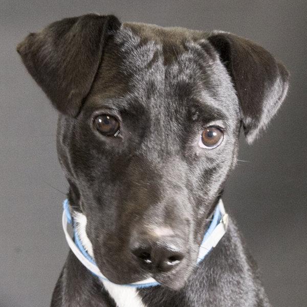 Enlarge Bandit, a Adoptable mixed breed in Houston, TX image 1/3