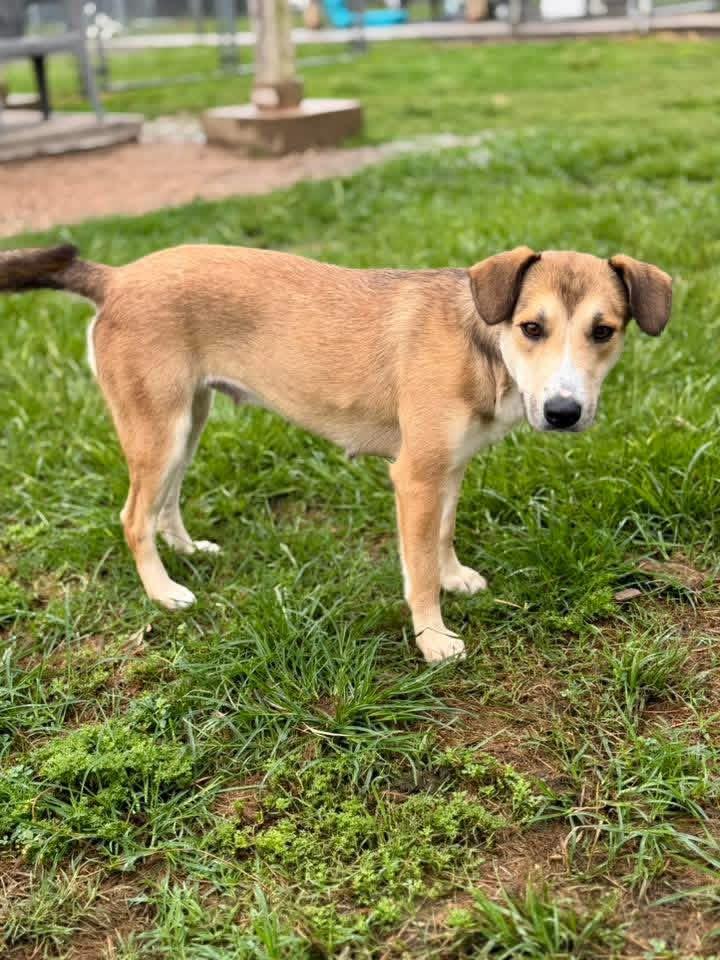 Enlarge Curly, a ADOPTABLE Mixed Breed in richmond, ME image 4/6