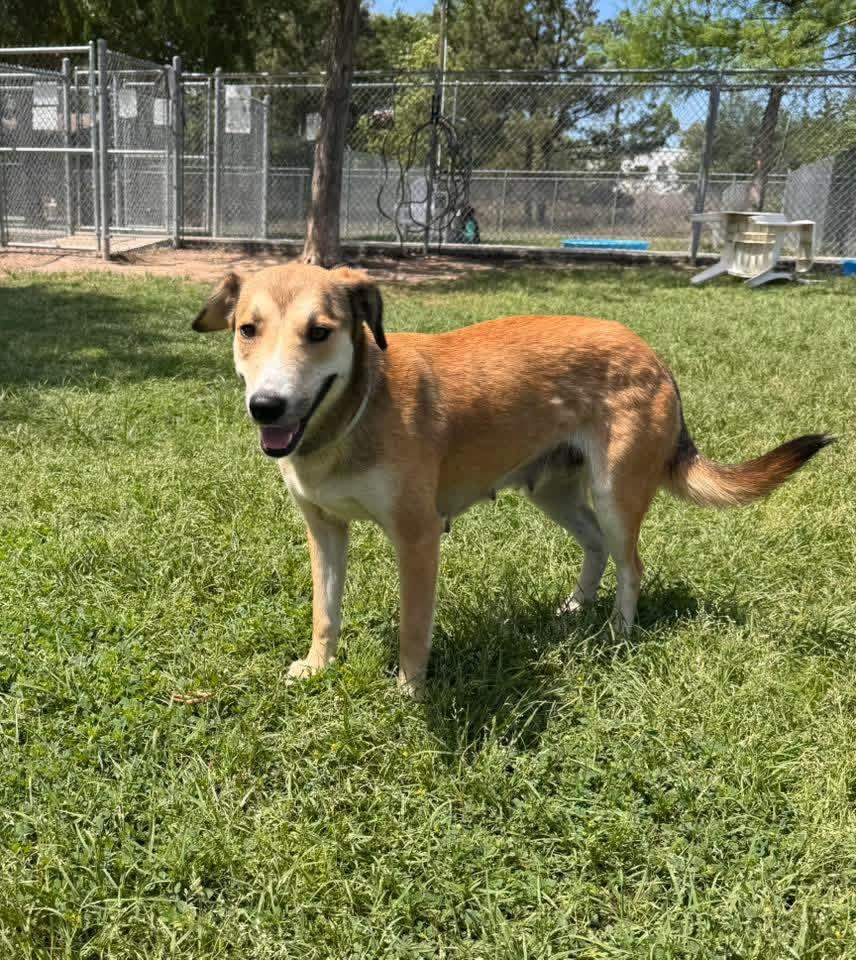 Enlarge Curly, a ADOPTABLE Mixed Breed in richmond, ME image 6/6