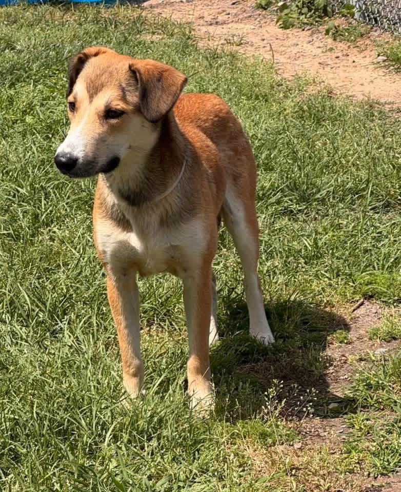 Enlarge Curly, a ADOPTABLE Mixed Breed in richmond, ME image 5/6