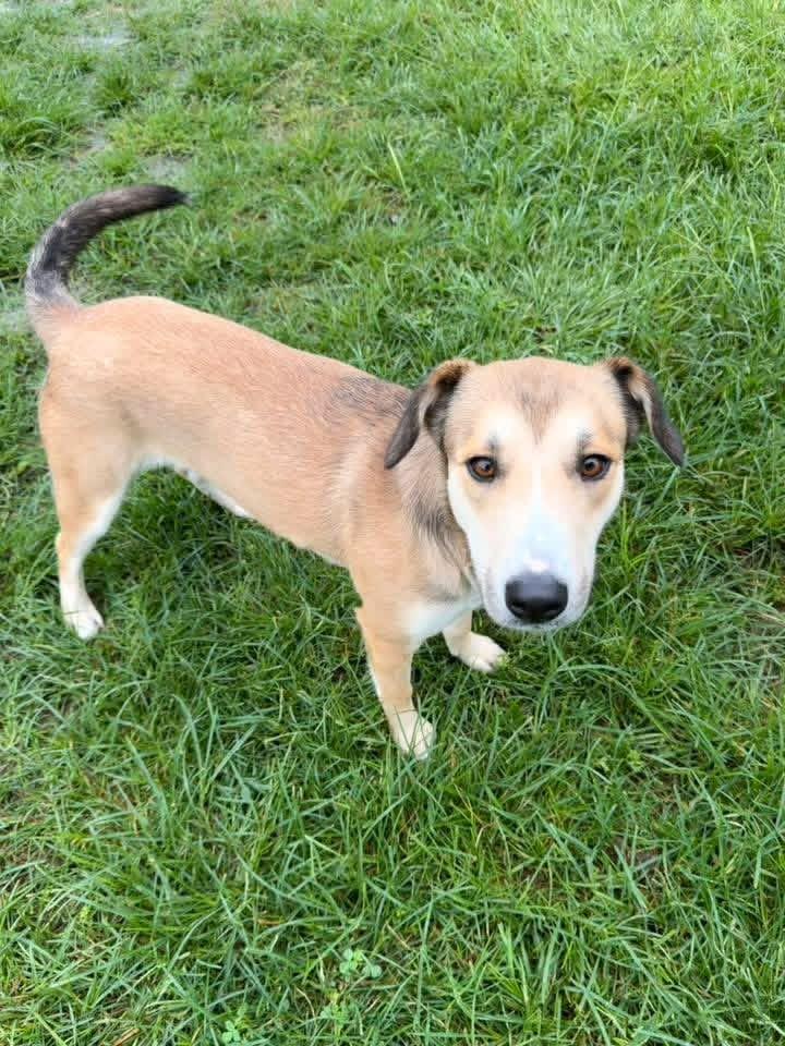 Enlarge Curly, a ADOPTABLE Mixed Breed in richmond, ME image 2/6