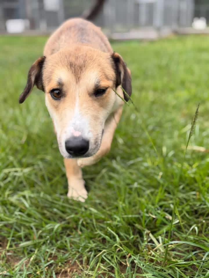 Enlarge Curly, a ADOPTABLE Mixed Breed in richmond, ME image 3/6