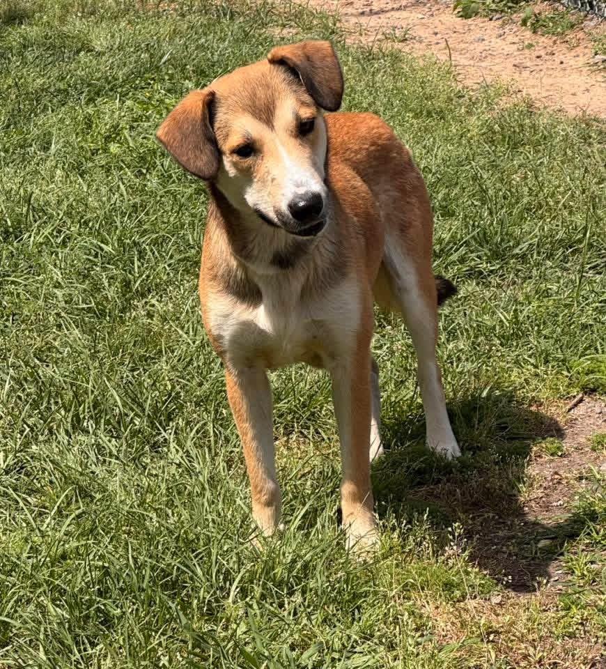 Enlarge Curly, a ADOPTABLE Mixed Breed in richmond, ME image 1/6