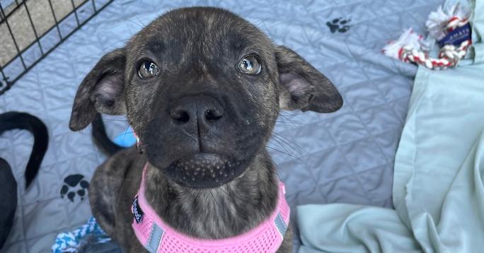 Eevee, Adoptable, Puppy Female German Shepherd Dog & Labrador Retriever.