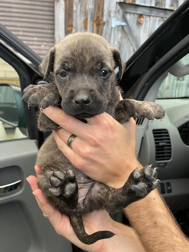 Enlarge Eevee, a Adoptable mixed breed in Newnan, GA image 2/5
