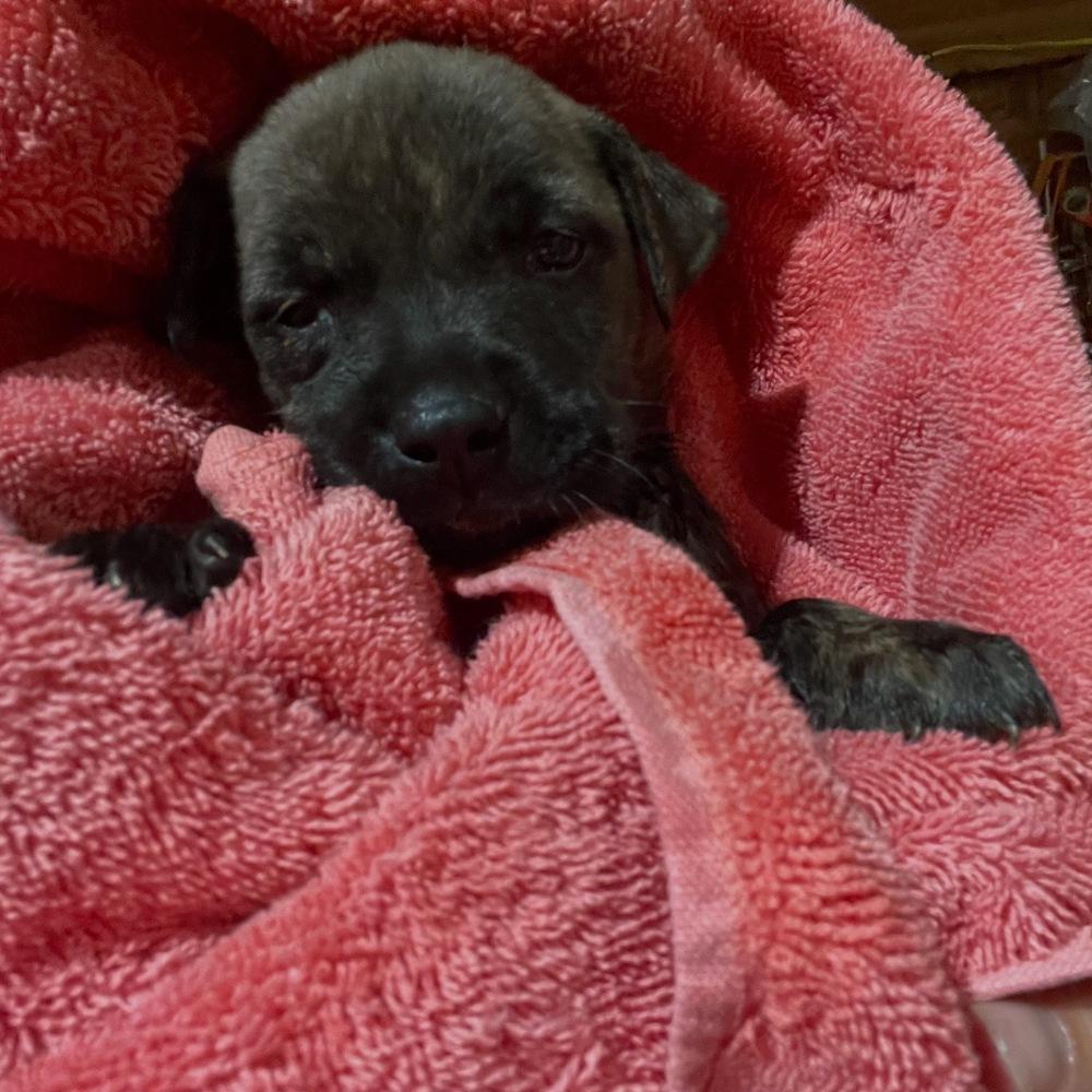 Enlarge Eevee, a Adoptable mixed breed in Newnan, GA image 3/5