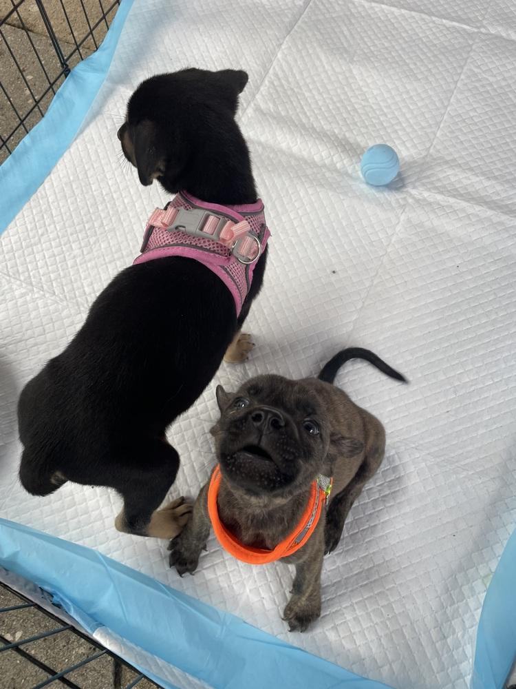 Enlarge Eevee, a Adoptable mixed breed in Newnan, GA image 5/5