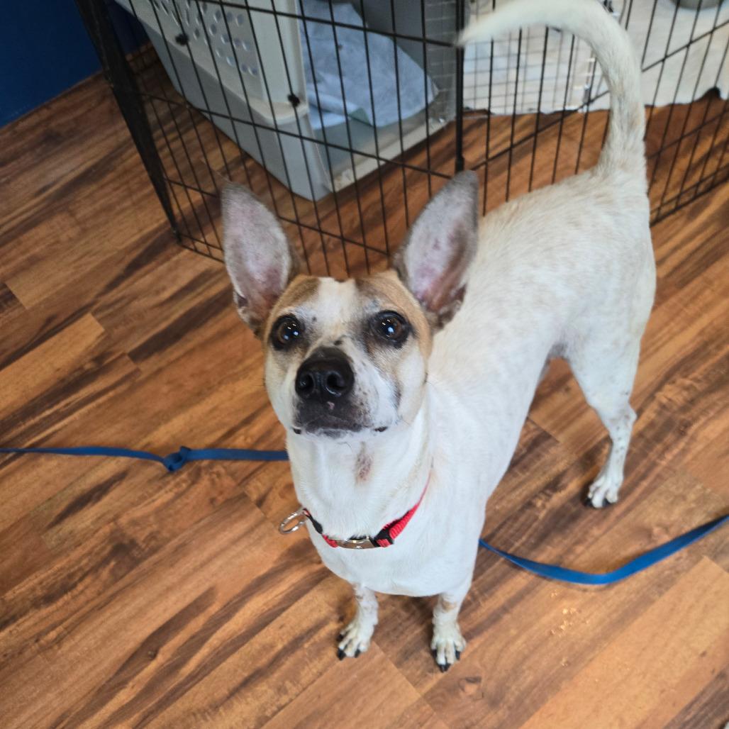 Dominique — thumbnail 2