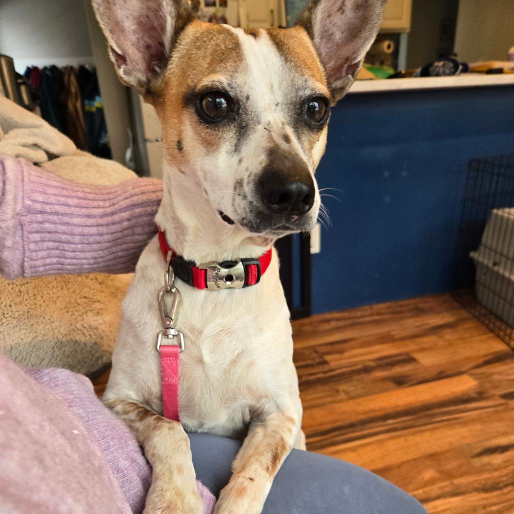 Dominique — thumbnail 3