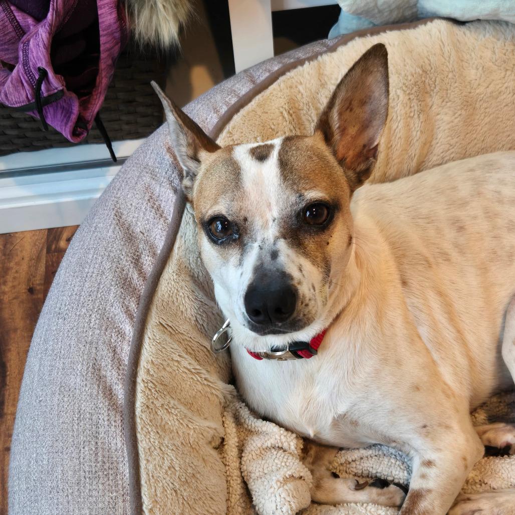 Dominique — thumbnail 4