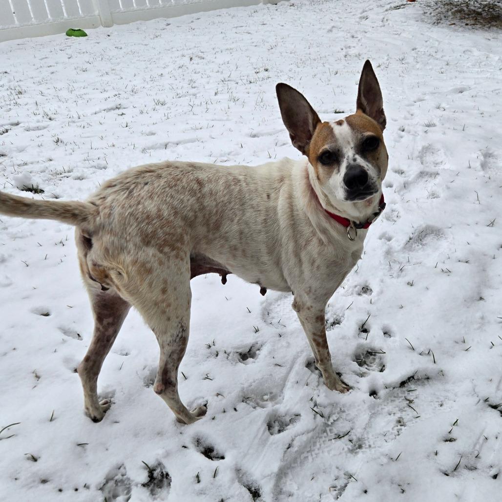 Dominique — thumbnail 5