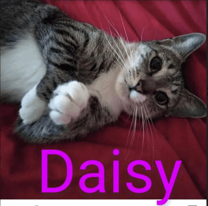 Daisy, Adopted, Adult Female Tabby.