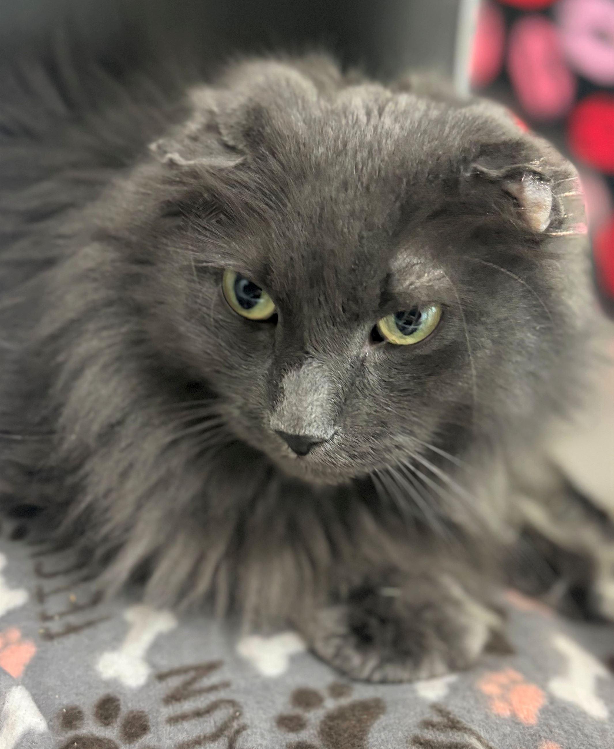 Enlarge Cy, an adopted Domestic Long Hair in Iowa City, IA image 1/2