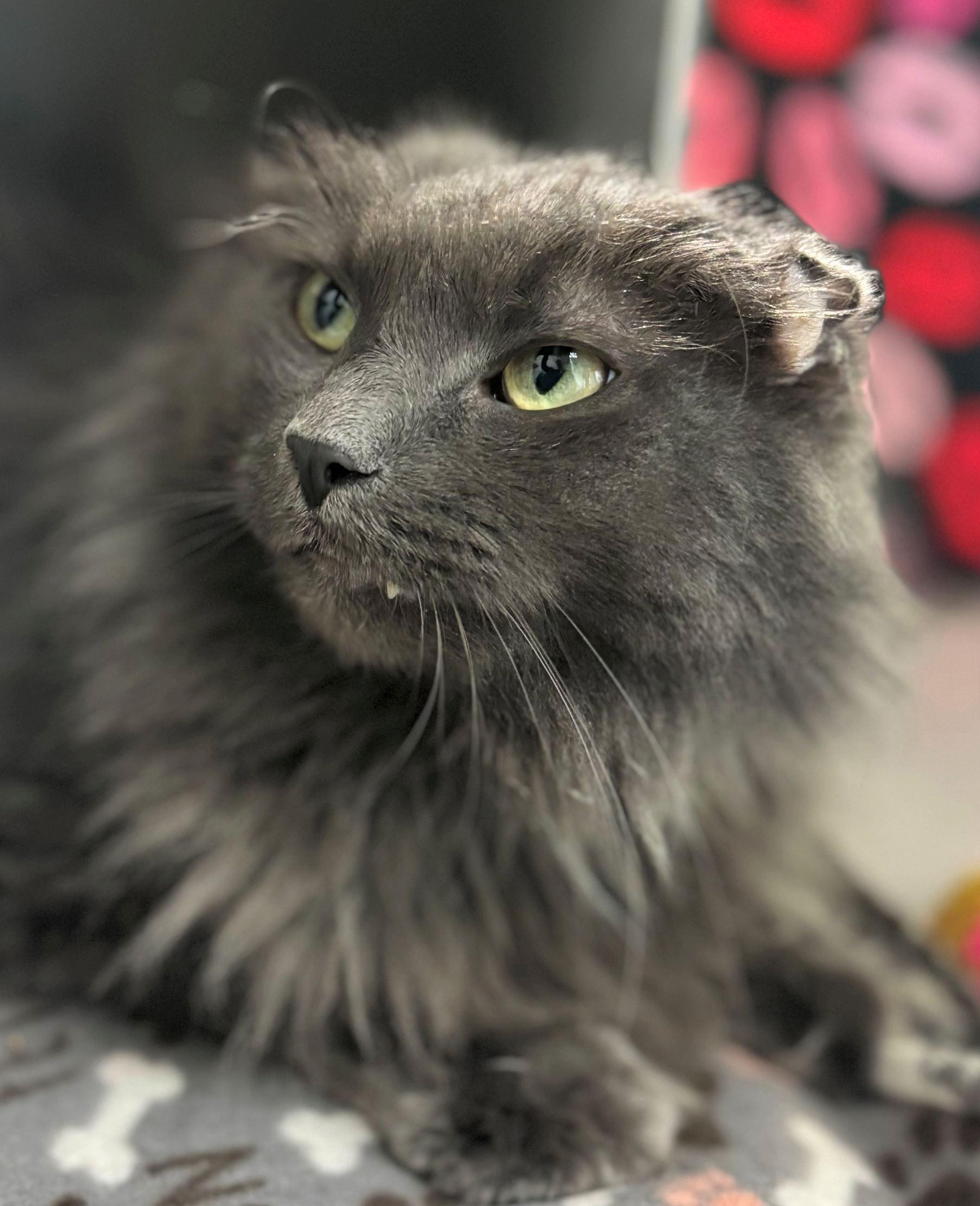 Enlarge Cy, an adopted Domestic Long Hair in Iowa City, IA image 2/2