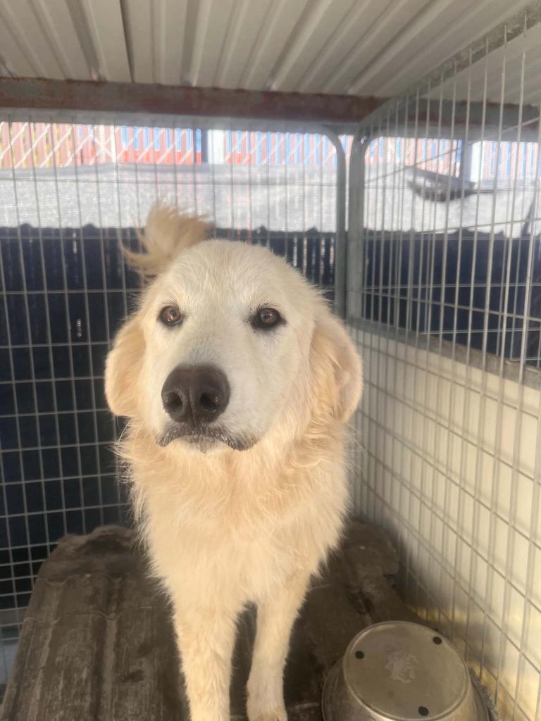 Enlarge Quasimoto, a Adoptable Great Pyrenees in Newman, CA image 1/1