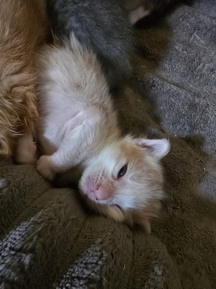 Apple Jack, Adoptable, Kitten Male Domestic Medium Hair.