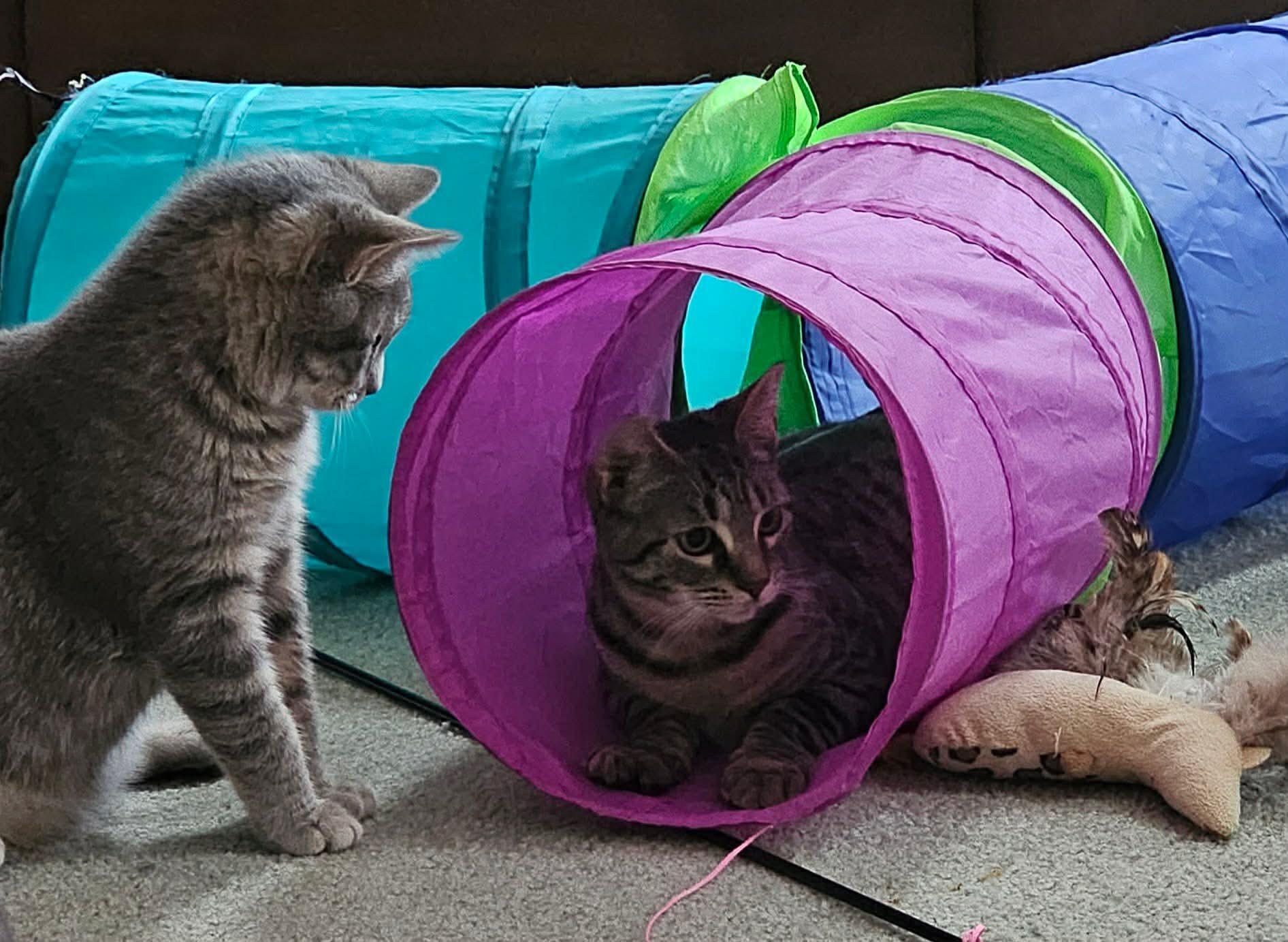 Enlarge Chrissy, a Adoptable Domestic Short Hair in Reading, PA image 2/2