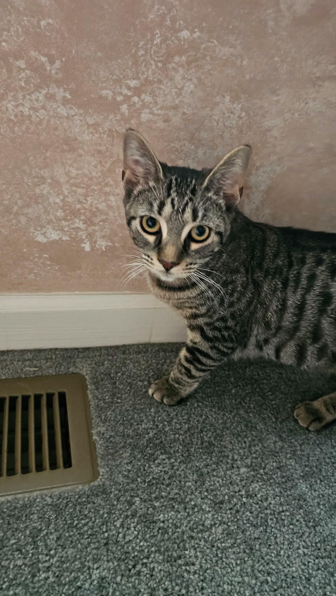 Enlarge Chrissy, a Adoptable Domestic Short Hair in Reading, PA image 1/2