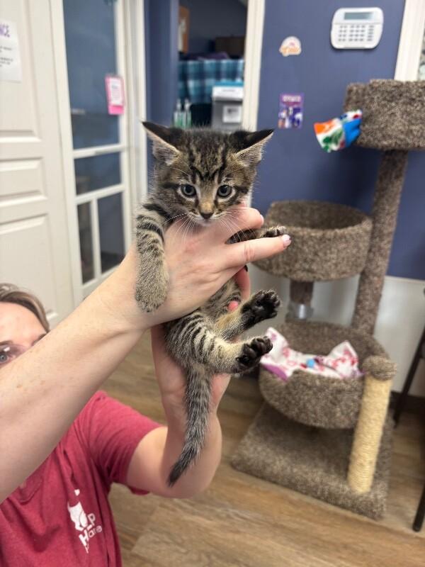 Shelby, Adoptable, Kitten Female Domestic Short Hair.