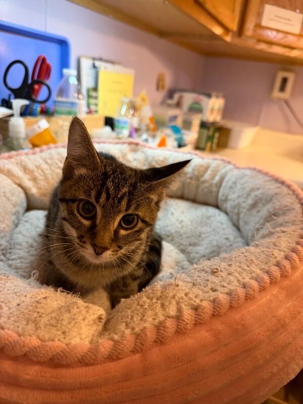 Shelby, a Adoptable Domestic Short Hair in Belton, MO image 2/4