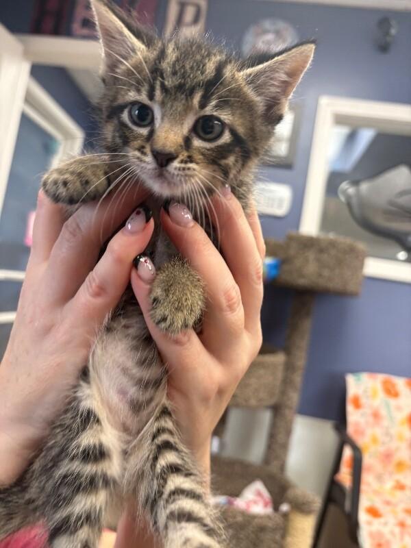 Shelby, a Adoptable Domestic Short Hair in Belton, MO image 3/4