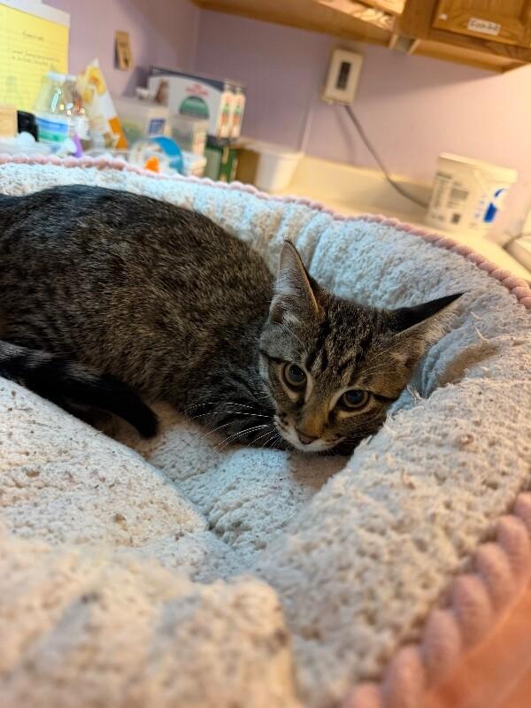 Shelby, a Adoptable Domestic Short Hair in Belton, MO image 4/4