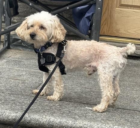 Mocha, adopted, Adult Male Miniature Poodle.