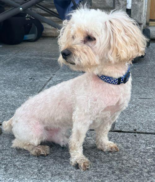 Mocha, adopted, Adult Male Miniature Poodle.