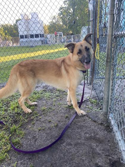 Hans, Adoptable, Adult Male German Shepherd Dog & Mixed Breed.