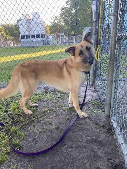 Enlarge Hans, a Adoptable mixed breed in Vero Beach, FL image 2/2