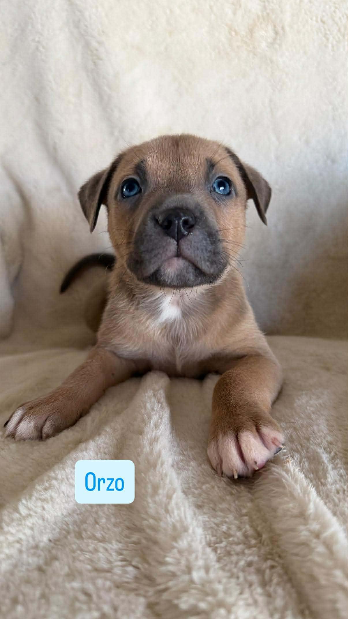 Orzo, a ADOPTABLE mixed breed in Wichita Falls, TX image 1/3