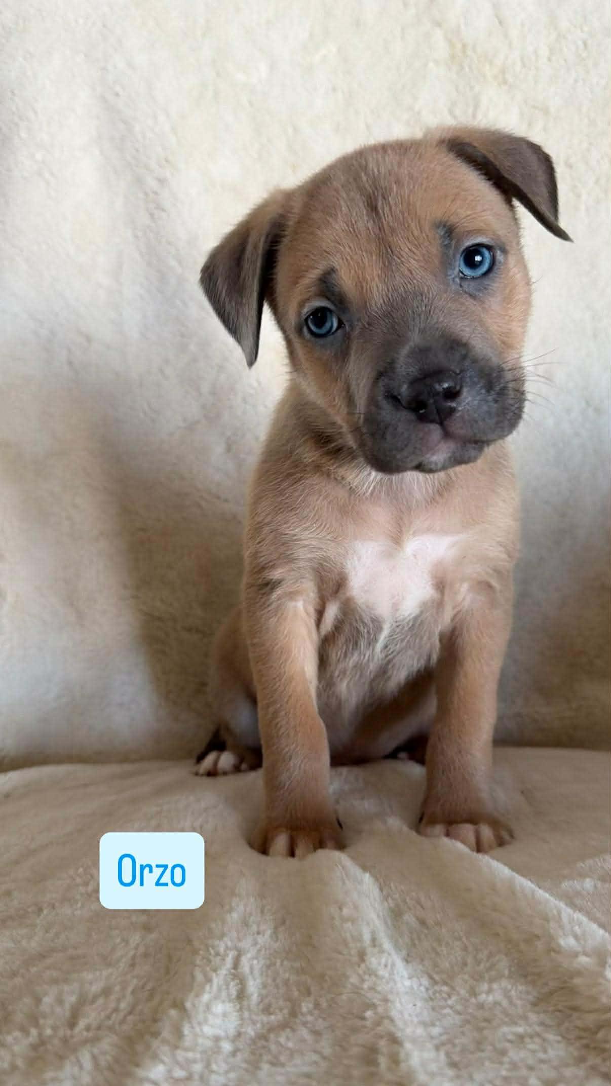 Orzo, a ADOPTABLE mixed breed in Wichita Falls, TX image 2/3