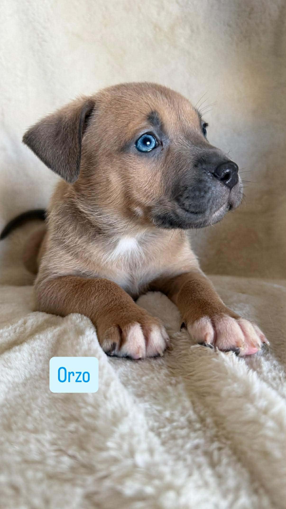 Orzo, a ADOPTABLE mixed breed in Wichita Falls, TX image 3/3