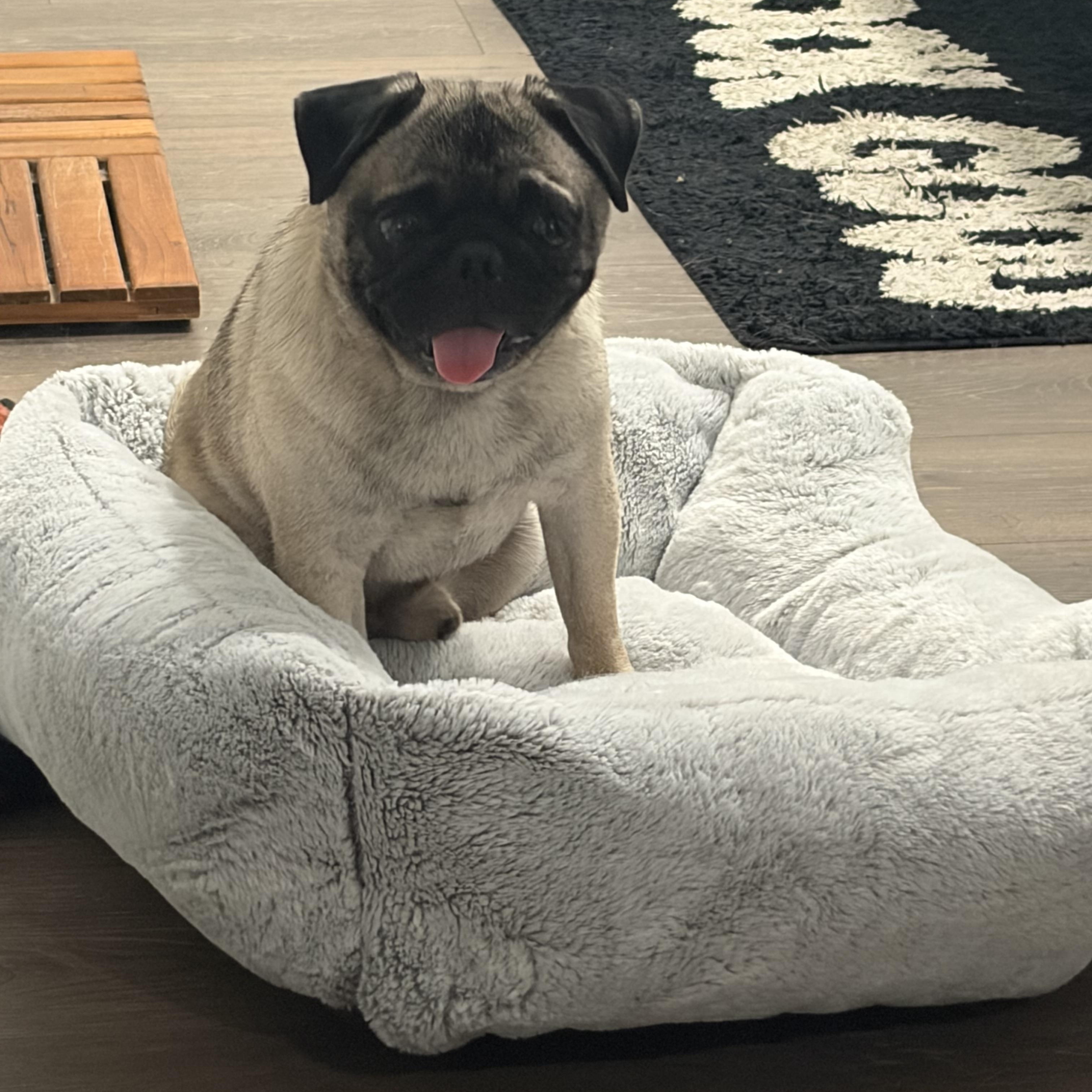 Jimothy Jr, a ADOPTABLE Pug in Murrieta, CA image 4/4