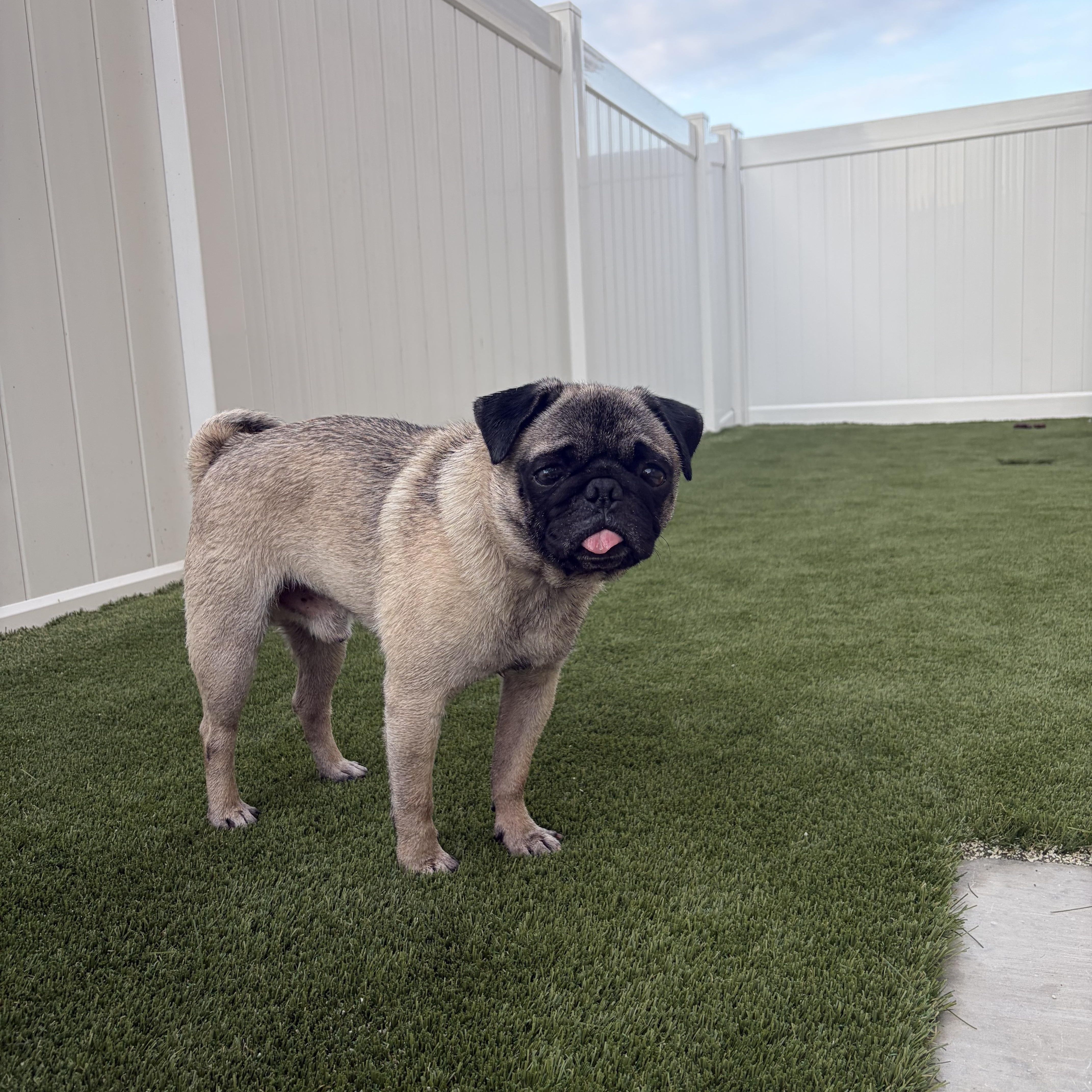 Jimothy Jr, a ADOPTABLE Pug in Murrieta, CA image 3/4