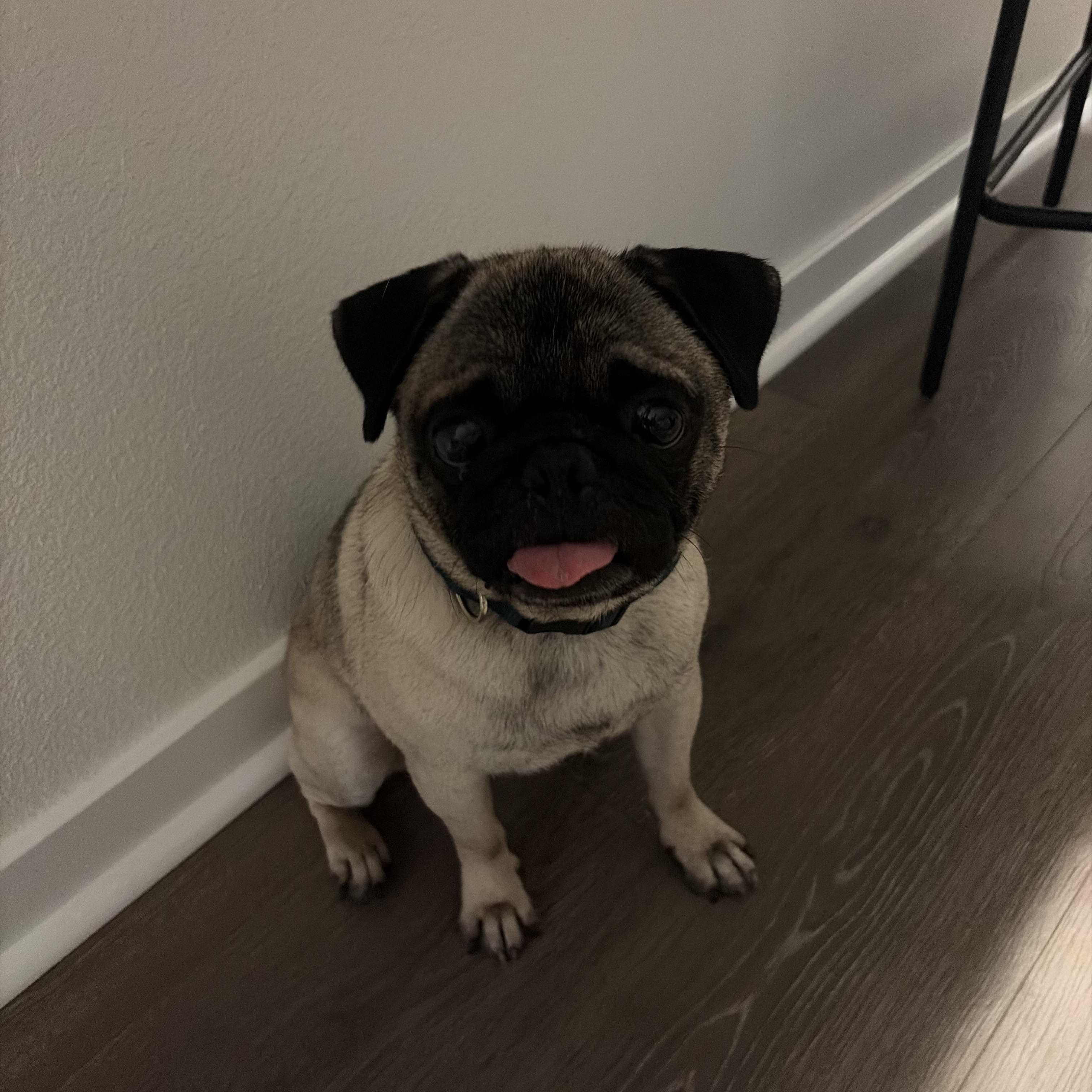 Jimothy Jr, a ADOPTABLE Pug in Murrieta, CA image 2/4