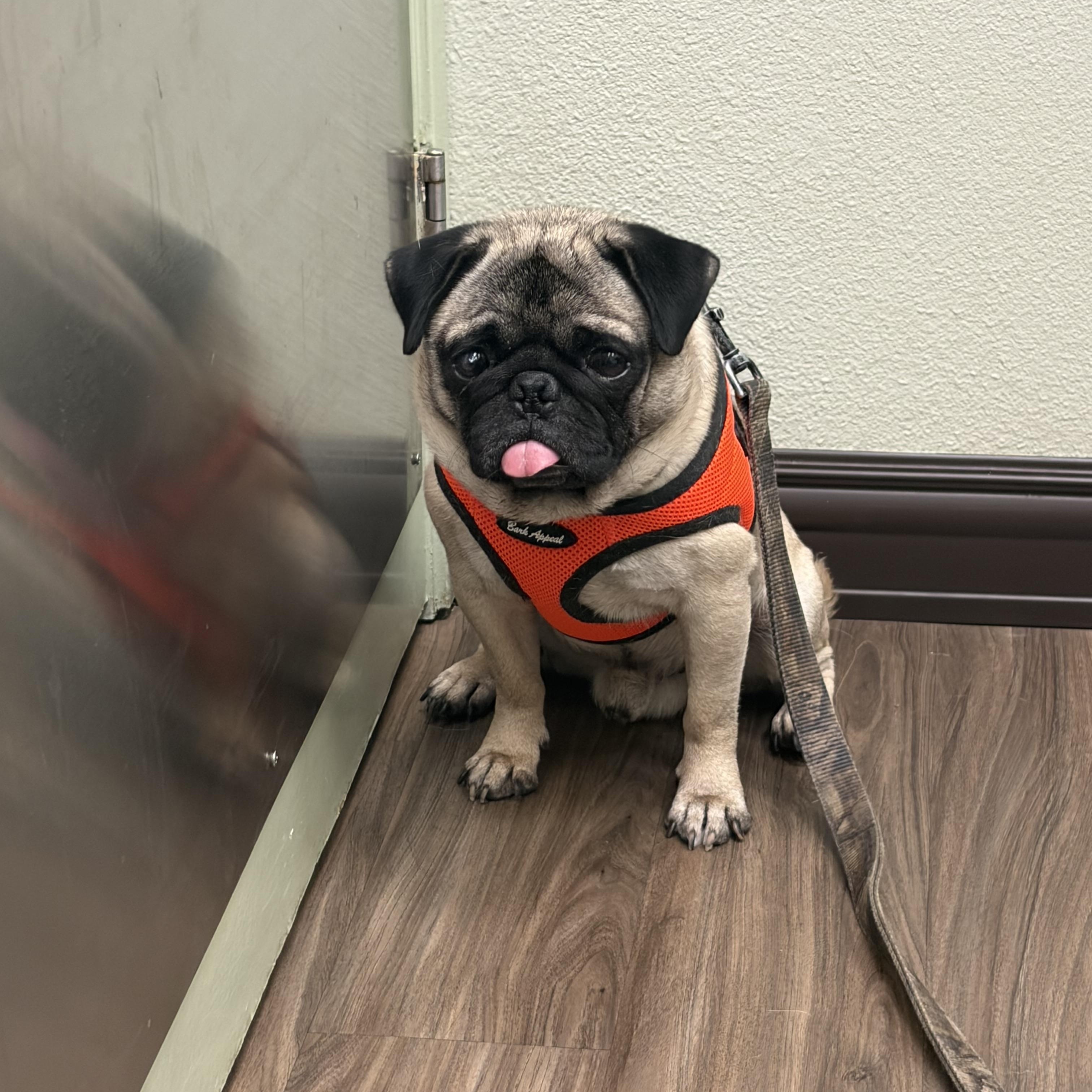 Jimothy Jr, ADOPTABLE, Young Male Pug.