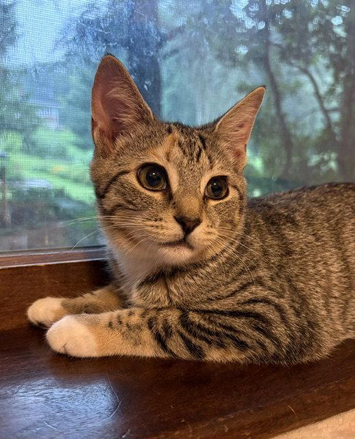 Jalepeno, Adoptable, Kitten Female Domestic Short Hair.