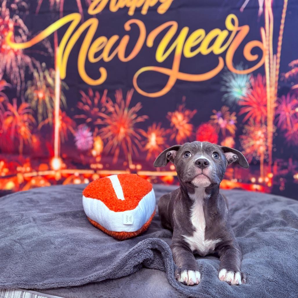 Enlarge Joy , an adopted mixed breed in Fenton, MI image 1/4