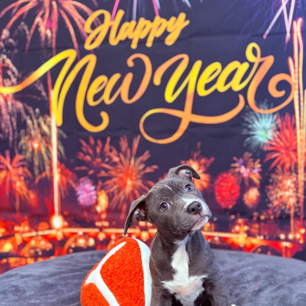 Enlarge Joy , an adopted mixed breed in Fenton, MI image 2/4