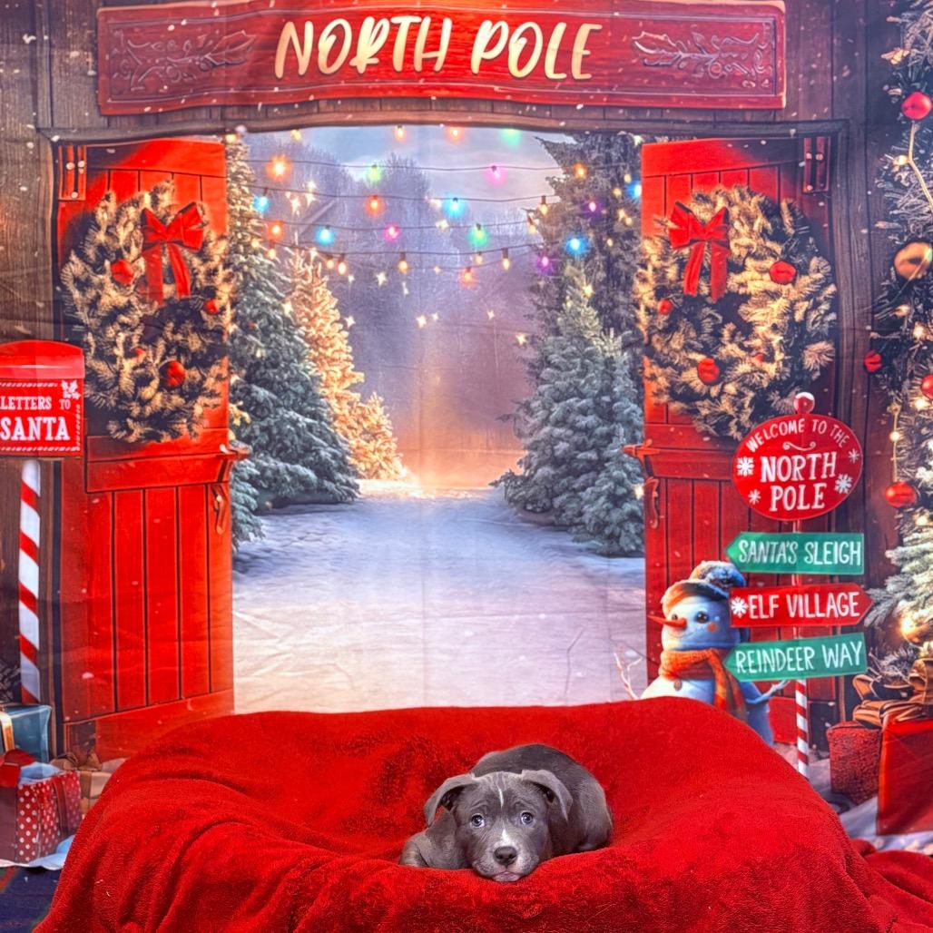 Enlarge Joy , an adopted mixed breed in Fenton, MI image 4/4