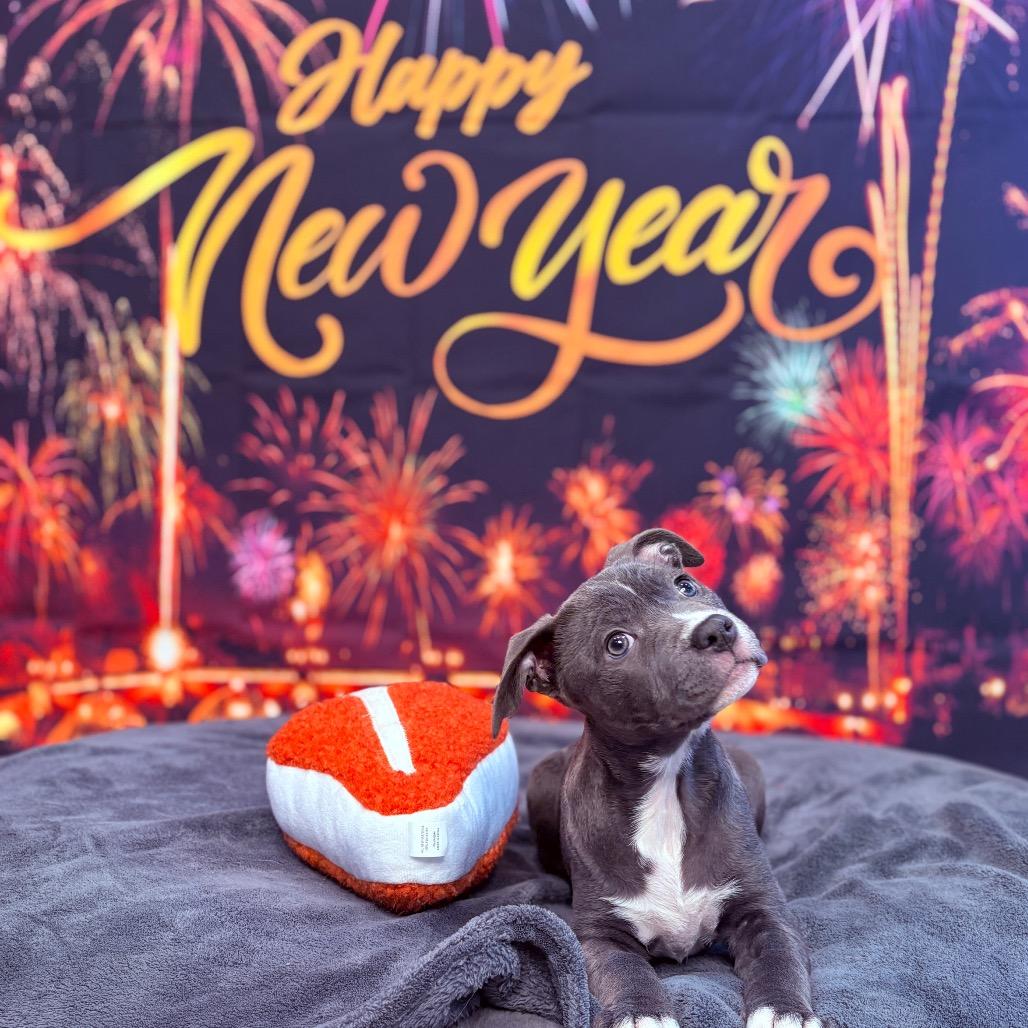 Enlarge Joy , an adopted mixed breed in Fenton, MI image 3/4