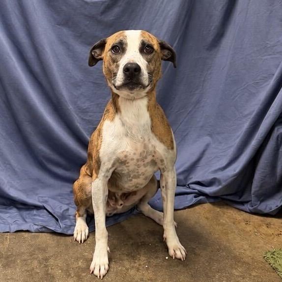 Spot, Adoptable, Adult Male Pit Bull Terrier & Mixed Breed.