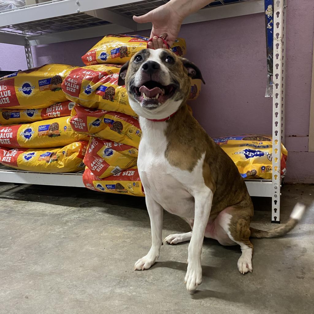 Enlarge Spot, a Adoptable mixed breed in Jefferson city, TN image 1/4