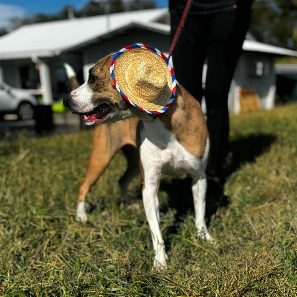 Spot, Adoptable, Adult Male Pit Bull Terrier & Mixed Breed.