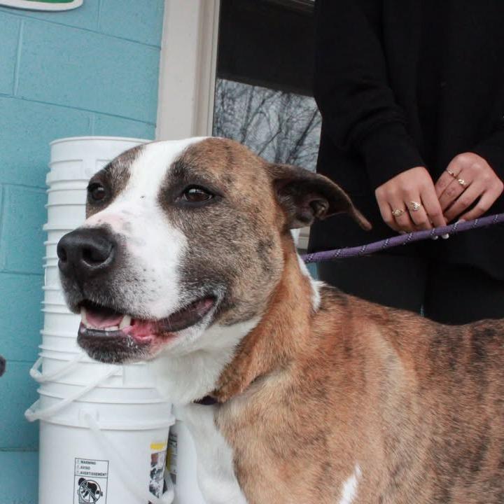 Enlarge Spot, a Adoptable mixed breed in Jefferson city, TN image 2/4