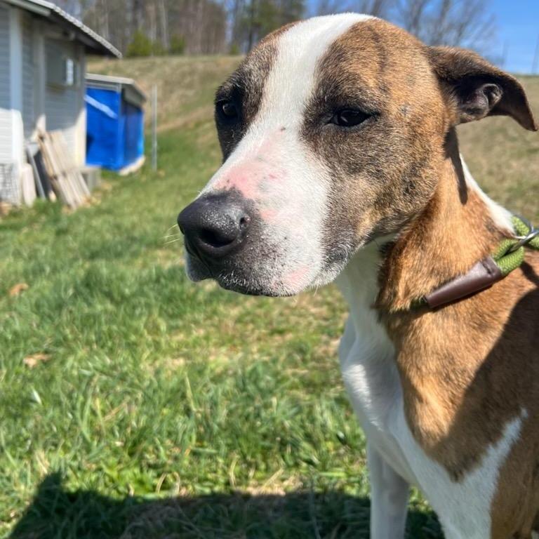 Enlarge Spot, a Adoptable mixed breed in Jefferson city, TN image 3/4
